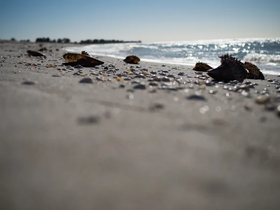 Florida